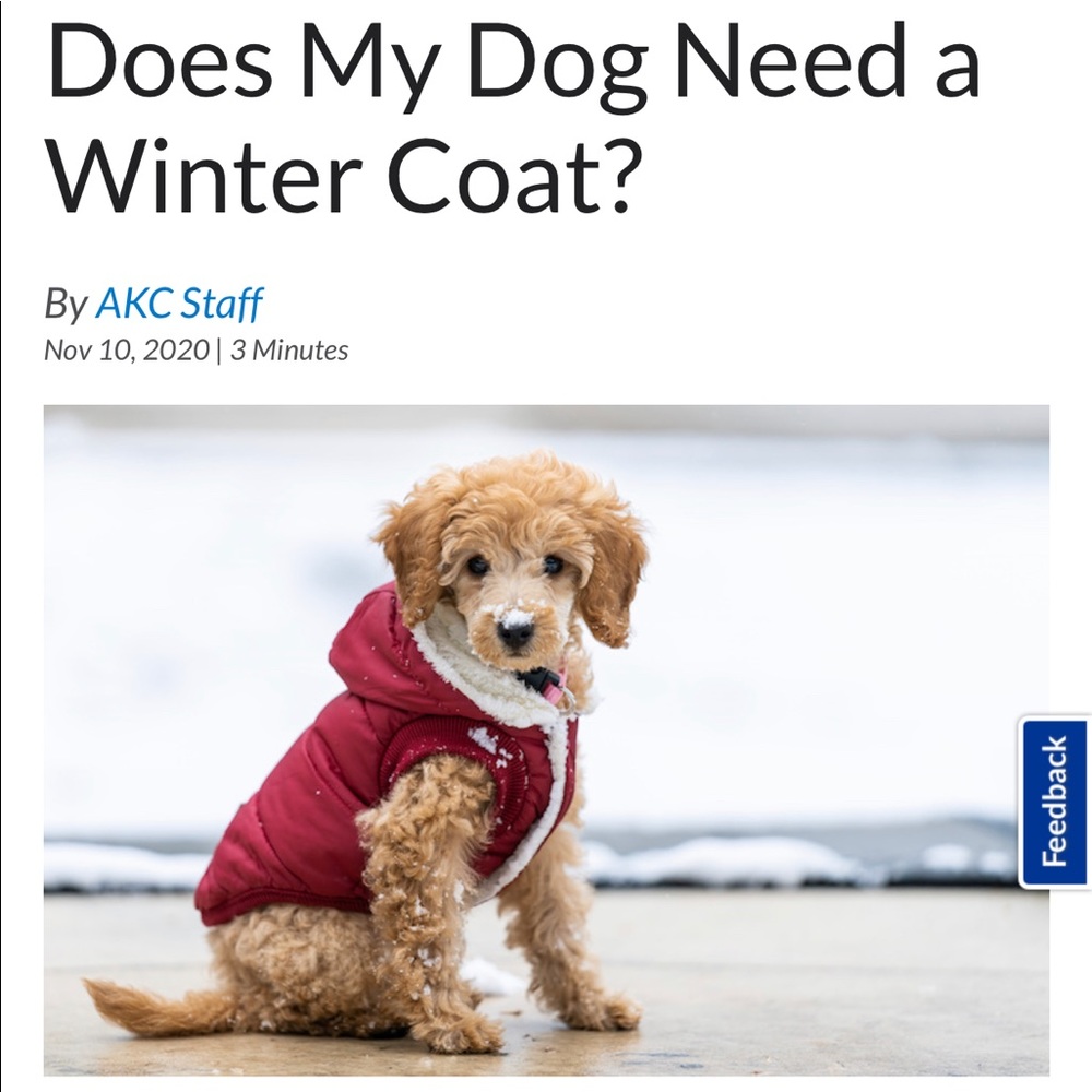 Does Your Dog Need a Winter Coat? ❄️🐶❄️🐶❄️🐶
